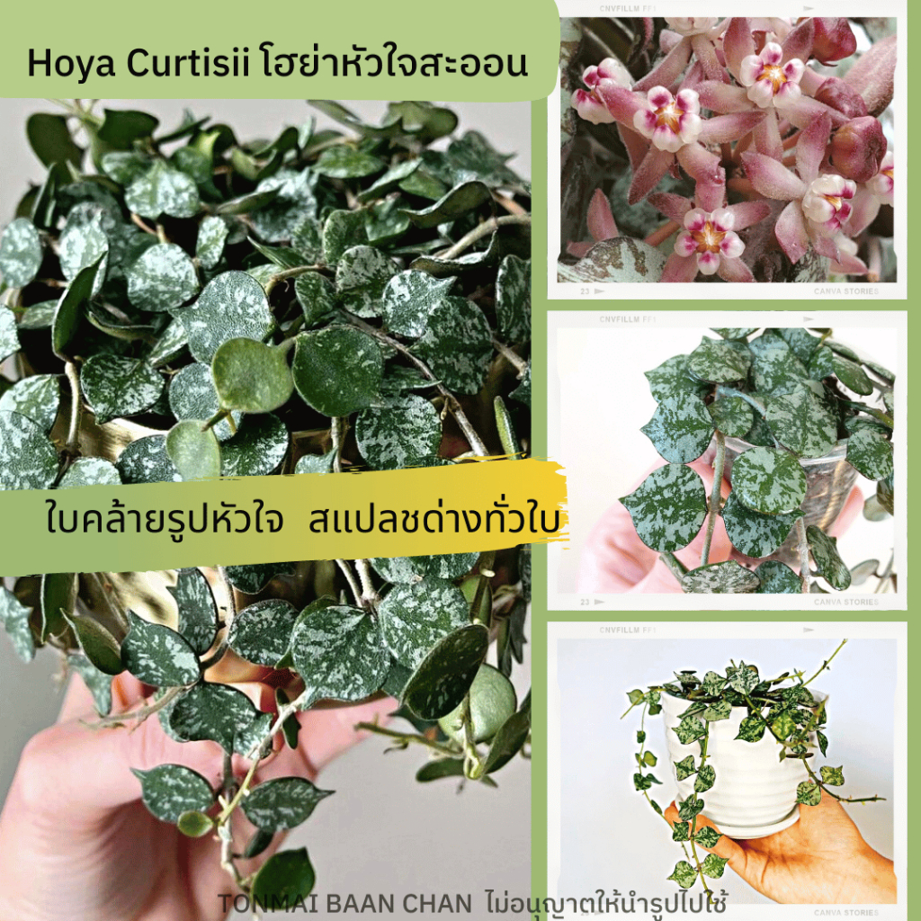 โฮย่าหัวใจสะออน Hoya Curtisii ใบรูปหัวใจ ติดสแปช สไตล์มินิมอล