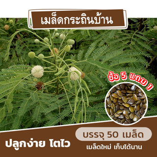 เมล็ดกระถินบ้าน ยอดกระถิน แบ่งขาย 50 เมล็ด (ซื้อ 5 แถม 1) คละชนิดได้