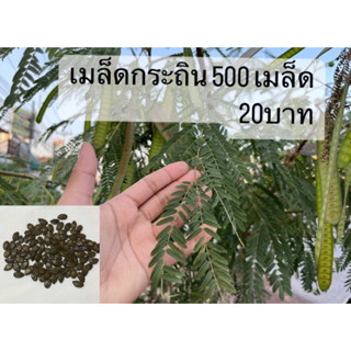 เมล็ดกระถิน 500เมล็ด 20บาท✨✨(ใส่เกินจำนวนอยู่เเล้ว)