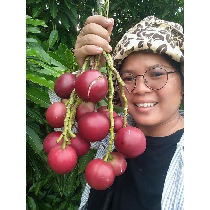 ตีนเป็ดทราย ขายต้นกล้าต้นละ100บาทขนาดสูงราว60-70เซ็น