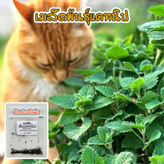 เมล็ดพันธุ์ แคทนิป ตำแยแมว สมุนไพรน้องแมว นำเข้าจากต่างประเทศ Catnip Seed  บรรจุ 40-200 เมล็ด