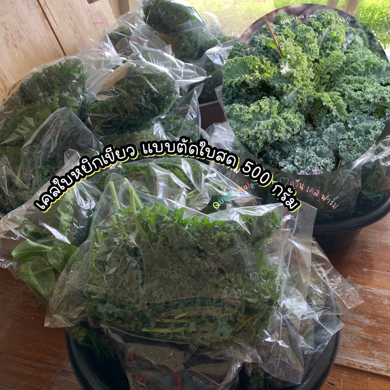 🌈ผักเคลใบหยิกเขียว 500 กรัม ตัดสดตามออเดอร์จากฟาร์ม