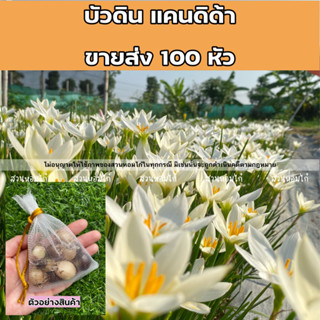 ขายส่ง100หัว บัวดินแคนดิด้า