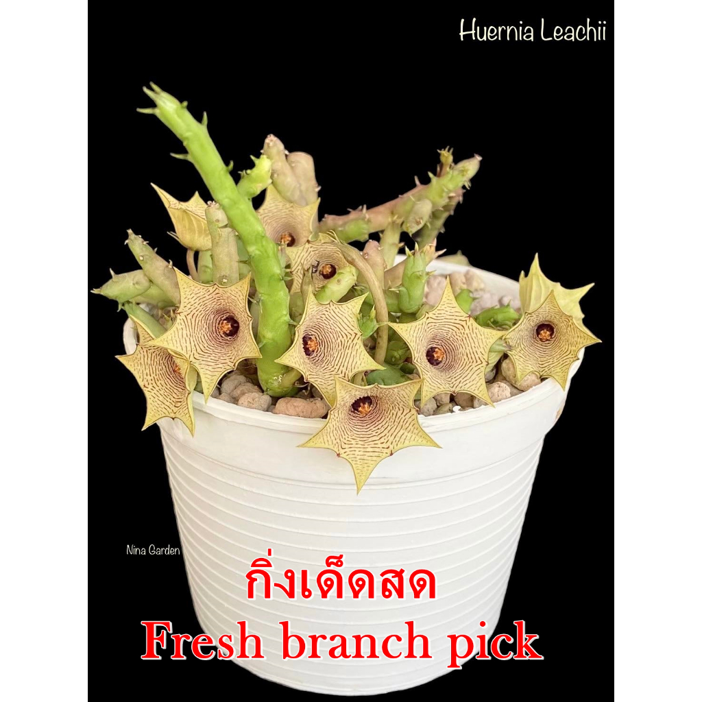 เก๋งจีน Huernia Leachii *กิ่งเด็ดสด* แคคตัส ไม้อวบน้ำ Cactus and Succulent