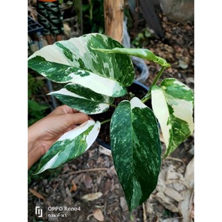 อิพิด่างขาว Epipremnum pinnatum variegated albo