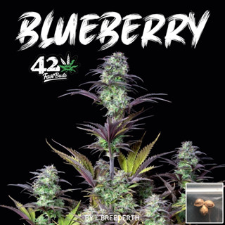 เมล็ดกัญชา Blueberry บีดไทย เมล็ดพันธุ์กัญชา สายพันธุ์แท้ พร้อมส่ง ราคา ต่อ 1 เมล็ด  ไม่งอก เคลมฟรี 1 ครั้ง