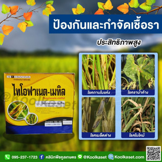 ไทโอฟาเนต 100 กรัม จำกัดราน้ำค้าง โรคใบไหม้ โรคเมล็ดด่างในข้าวโรคแผลสะเก็ด(สแคป) โรคเมลาโนส โรคราสีชมพู คูลเกษตรKF53