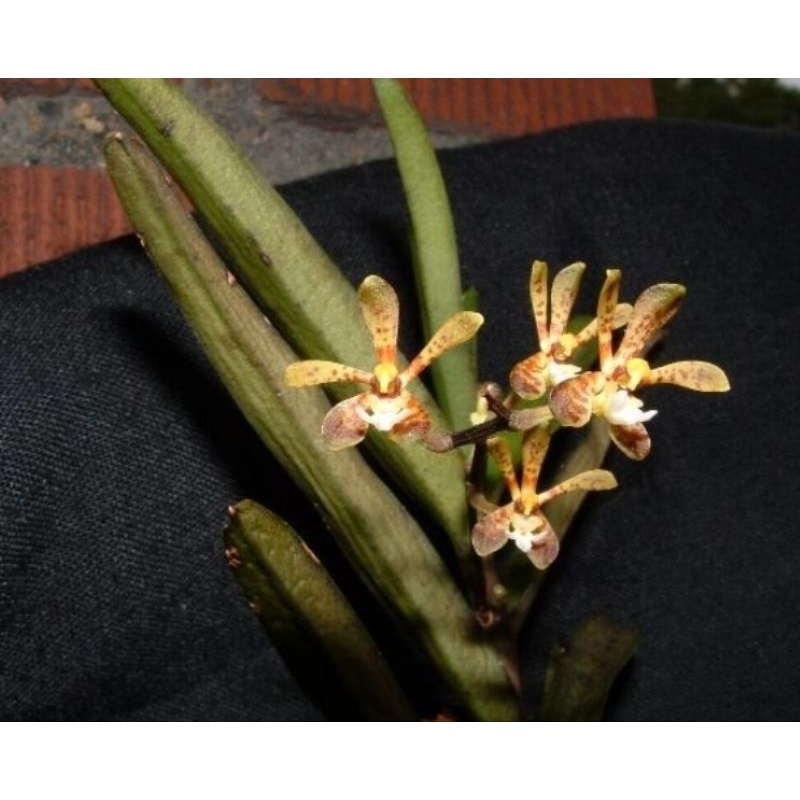 เอื้องเสือปลาStaurochilus gibbosicalcar 📌📌กำลังแทงช่อ