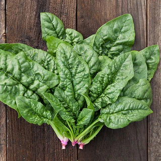 เมล็ดพันธุ์ สปินิส ปวยเล้ง บลูมเดล Bloomdale Spinach Seed 200 เมล็ด ของแท้ เมล็ดพันธุ์พืช เมล็ดพันธุ์ผัก