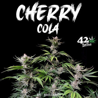 เมล็ดกัญชา Cherry Cola บีดไทย เมล็ดพันธุ์กัญชา สายพันธุ์แท้ พร้อมส่ง 1 ชุด 3 เมล็ด ไม่งอก เคลมฟรี 1 ครั้ง