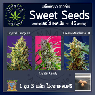 [ AUTO คัดเพศเมีย] ชุดละ 3 เมล็ด Crystal Candy, XL, CreamManXLเมล็ดกัญชา เมล็ดพันธุ์กัญชา Big Devil, 2, XL บรีดไทย