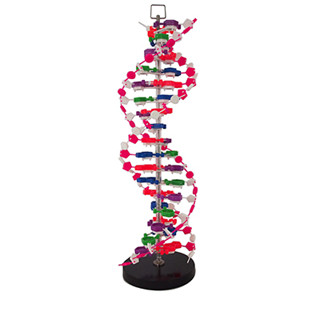 หุ่นจำลองโครงสร้าง DNA (DNA Structure Model)