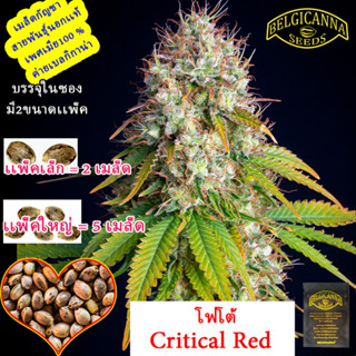 Critical red คริติคัลเร็ด โฟโต้ เพศเมีย