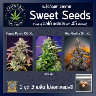 [ AUTO คัดเพศเมีย] ชุดละ 3 เมล็ด เมล็ดกัญชา เมล็ดพันธุ์กัญชา Purple Punch, Jack47, Red Gorilar บรีดไทย เคลมฟรี