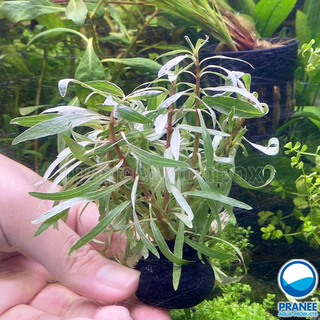 Ludwigia white - ลัดวิเจียไวท์ ต้นไม้น้ำ พืชน้ำ ต้นไม้ตกแต่งตู้ปลา อุปกรณ์ตู้ปลา