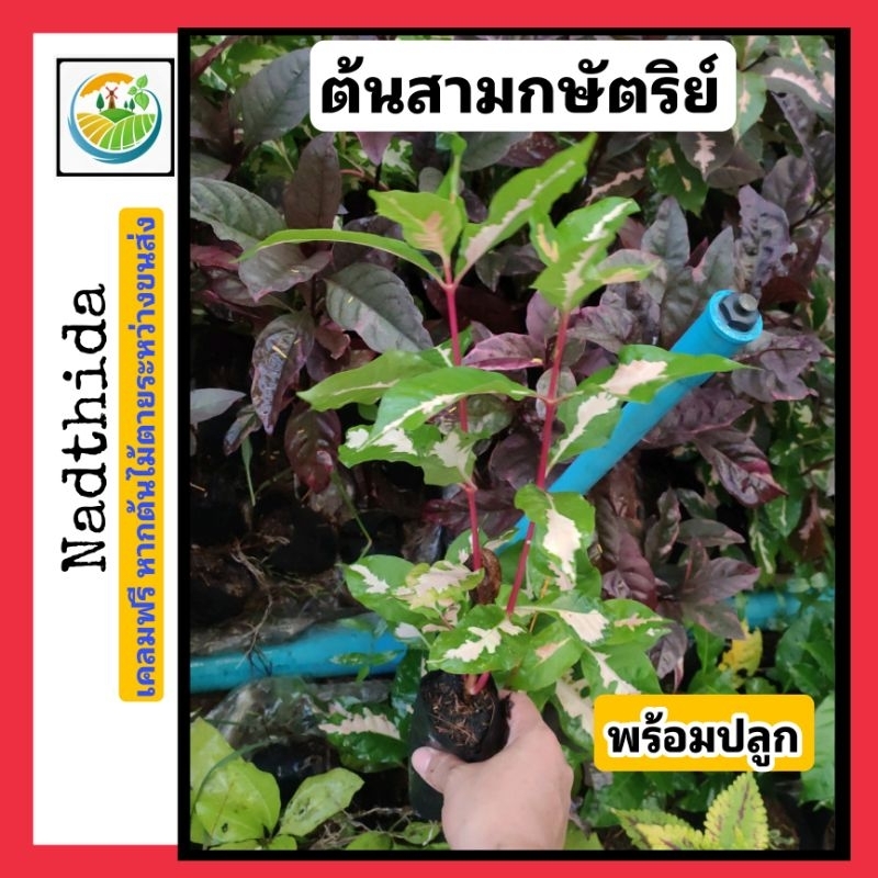 ต้นสามกษัตริย์ ต้นไม้มงคล สามกษัตริย์ ตะกูลเดียวกับ ใบเงิน ใบทอง ใบนาค