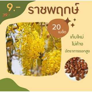 เมล็ดราชพฤกษ์ 20 เมล็ด เก็บใหม่ๆๆ ส่งด่วนๆ การันตีอัตราการงอก