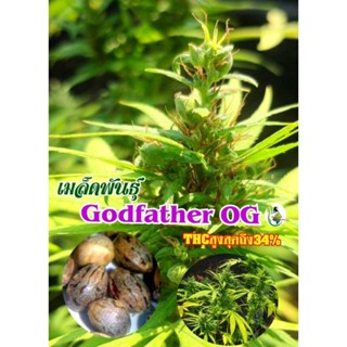 🌿 เมล็ดกัญชาพันธุ์ godfatherราคาถูกมากบรีดเอง🌿