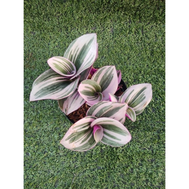 ต้นสายใยรักด่างชมพู [ Tradescantia zebrina bosse ] ในกระถาง3"