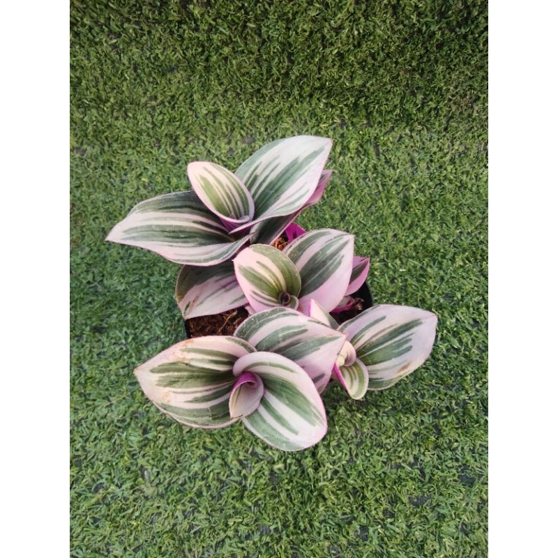 ต้นสายใยรักด่างชมพู [ Tradescantia zebrina bosse ] ในกระถาง3"
