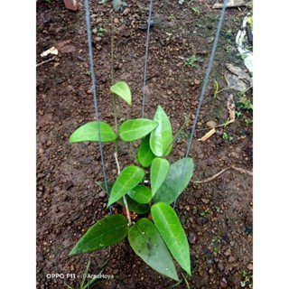 hoya verticillata spoon leaf โฮย่าใบช้อน โฮย่าใบสวย