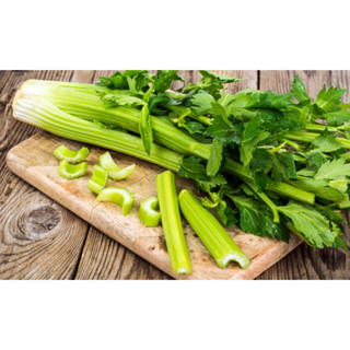 ต้นพันธุ์ เซเลอรี่ Celery ต้นใหญ่ ขึ้นฉ่ายฝรั่ง พร้อมปลูกในถุงดำ 39 บาท