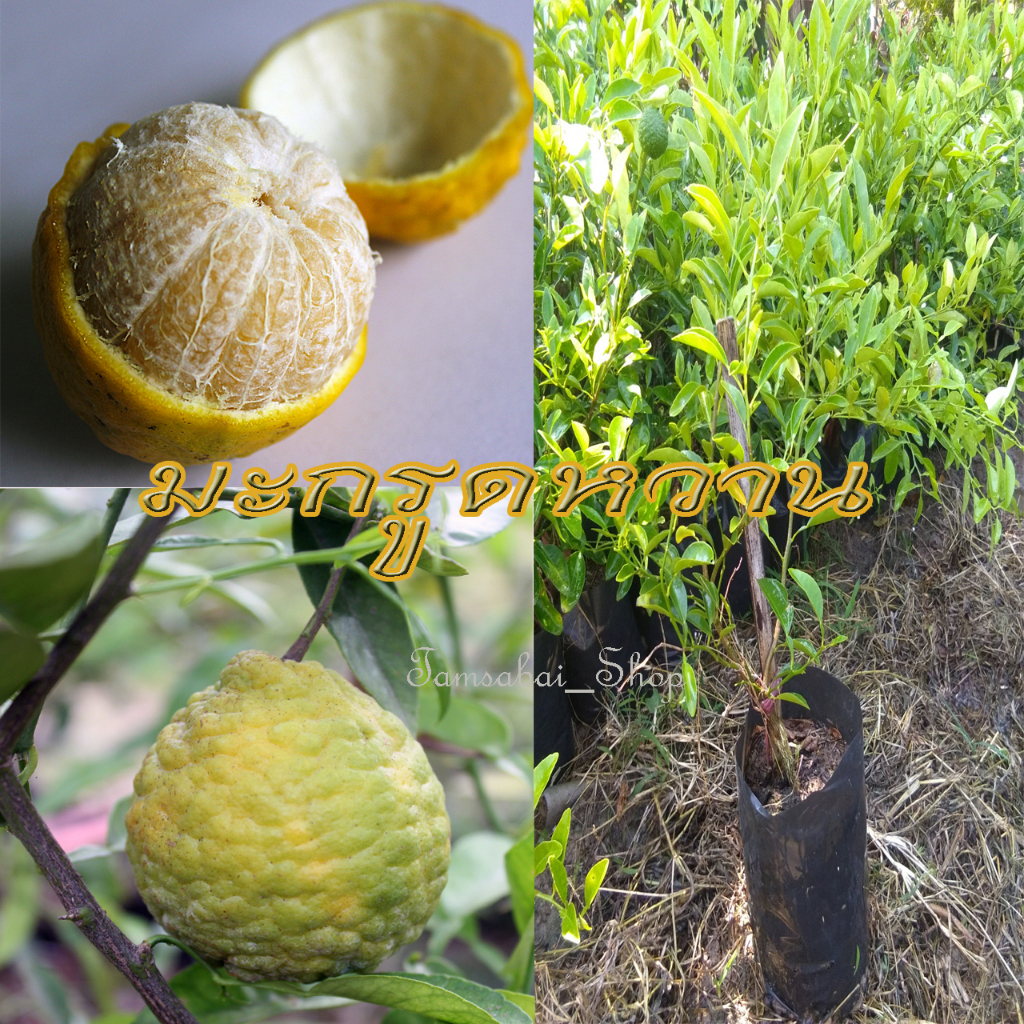 ต้น มะกรูดหวาน( ต้นแบบเสียบยอด ) Sweet kaffir lime ทานผลรสหวานเหมือนส้ม ต้นแข็งแรงรากเดินดี พร้อมติด