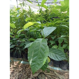 ต้นเเมงดา🌱(ต้นธัมมัง)🌱🌳ขนาด28-38ซม