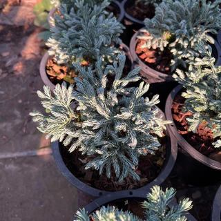 สนหิมะ (himalayan blue)❄ ทรงพุ่มสวย ใบหนาสีฟ้าเป็นเอกลักษณ์