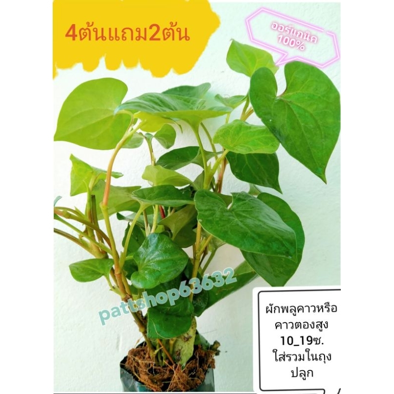 สั่งขั้นต่ำ​3ต้นต้นละ16บาท​ใส่รวมกัน👉ในถุงปลูกเดียวกัน!!4ต้นแถม​2​ต้น​คะ​(มีแถม​เผื่อ​เสียหาย​ทุก​ออเดอร์​คะ)​