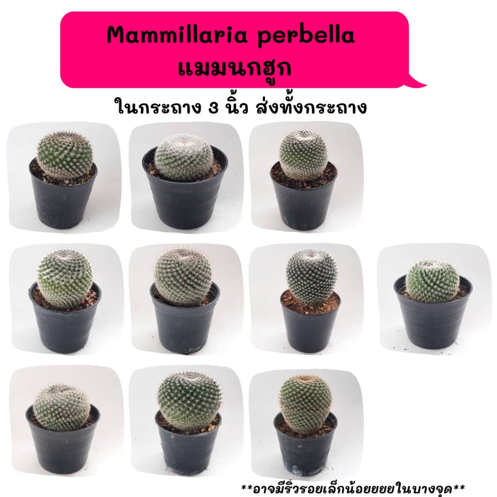 MT025 Mammillaria perbella แมมนกฮูก ไม้เมล็ด cactus กระบองเพชร แคคตัส กุหลาบหิน พืชอวบน้ำ