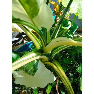 โอกินาว่า Alocasia Okinawa Silver บอนโอกินาว่า ไม้ประดับ ไม้ฟอกอากาศ