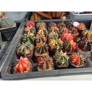 กระบองเพชร  gymnocalycium mihanovichii ยิมโนคาไลเซียม มิฮาโนวิชิอาย