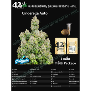 เมล็ดกัญชา Cinderella Auto - FastBuds