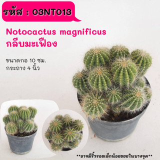 NT013 Notocactus magnificus กลีบมะเฟือง ตัดให้แตกกอ  cactus กระบองเพชร แคคตัส กุหลาบหิน พืชอวบน้ำ