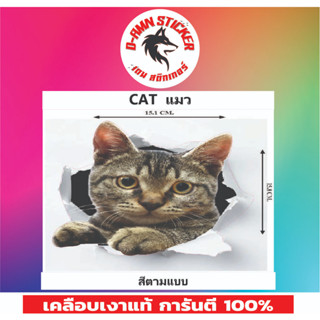 ✅สติ๊กเกอร์🔥💥น้องCAT ติดรถได้ทุกรุ่น📌📌