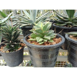 ต้นอากาเว่ agave potatorum ไม้อวบน้ำกระถาง10นิ้ว