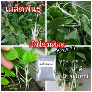 เมล็ดพันธุ์ ผักโขม หิมะ ก้านสีขาว ทานอร่อย เมล็ดงอกดี พร้อมส่ง