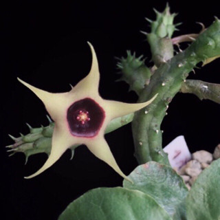 เก๋งจีน Huernia verekeri ssp. angolensis