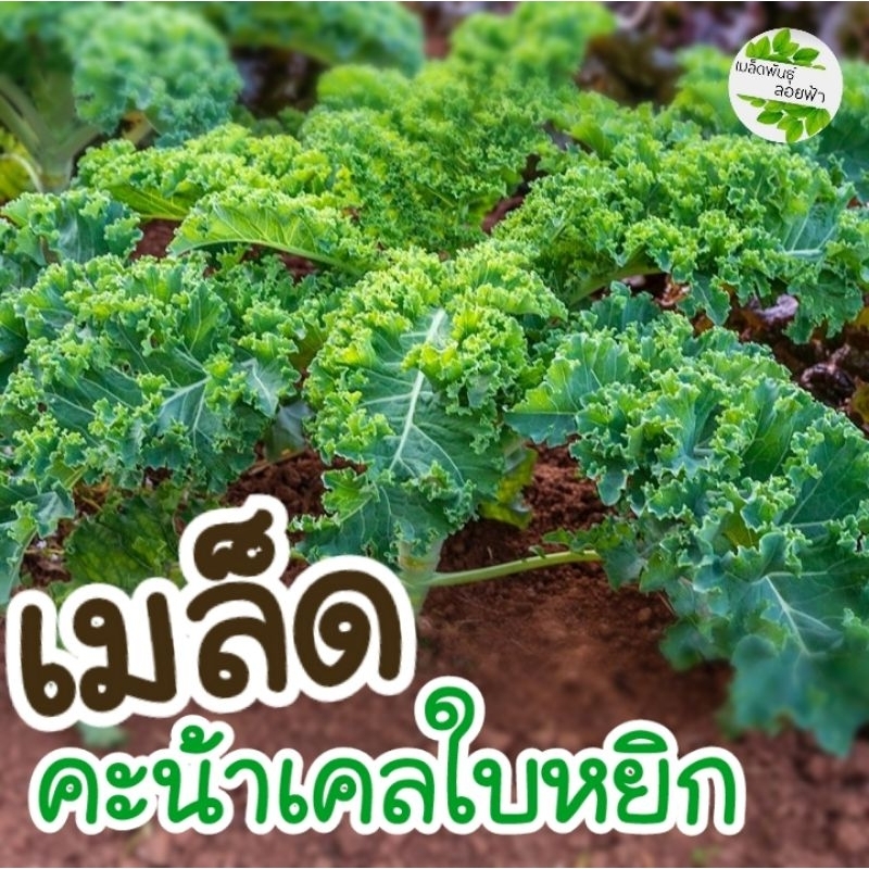 เมล็ดพันธุ์ เคล Curly Green Kale ผักเคล ราชินีผักใบเขียว เคล คะน้าใบหยิก 333