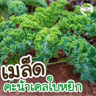 เมล็ดพันธุ์ คะน้าเคลใบหยิก 80-100+เมล็ด(Curled Kale) ราชินีผักใบเขียว เมล็ดนำเข้า