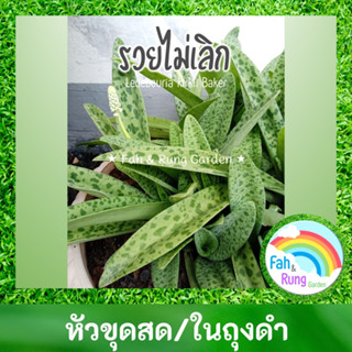 🌱รวยไม่เลิก ต้นไม้ฟอกอากาศ (หัวขุดสด/ในถุงดำ)