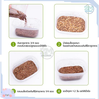 ข้าวสาลีแมว หญ้าแมว ชุดปลูกข้าวสาลี 40กรัม เสริมสร้างภูมิคุ้มกัน ลดกลิ่นมูลสัตว์เลี้ยง