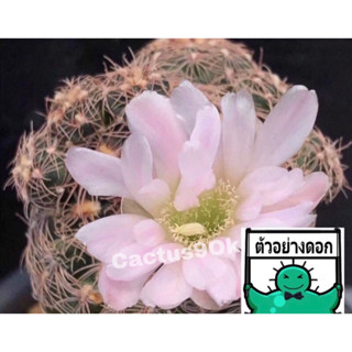 แคคตัส ยิมโน พาวูลั่ม ดอกชมพู gymnocalycium parvulum cactus ไม้กราฟ จำนวน 1 ต้น