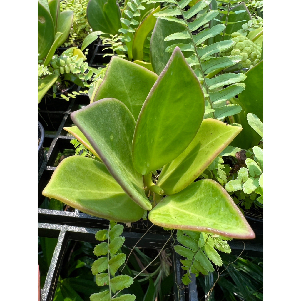 มุมมอง 2