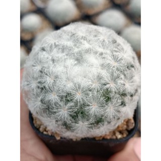 แมมขนนกขาว  Mamillaria plumosa