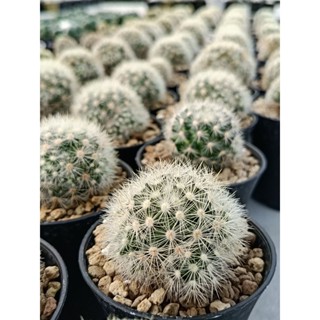 Mammillaria subducta แมมซับดักต้า