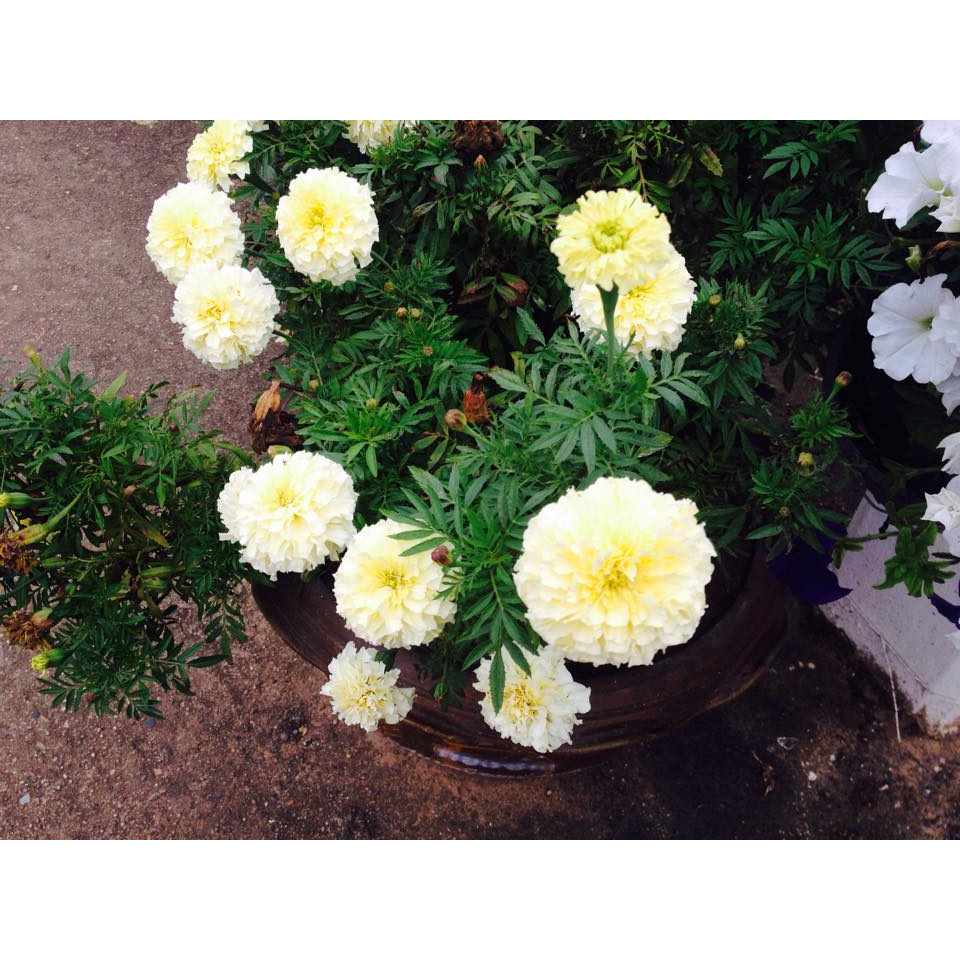 เมล็ด ดาวเรืองวนิลา ดาวเรืองสีขาว white vanilla African Marigold 10-15 เมล็ด ซองละ29 บาท