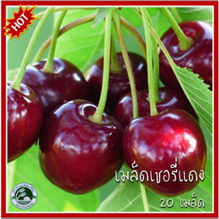 20 เมล็ด เชอร์รี่ Cherry เชอรี่ เมล็ดเชอรี่ เมล็ดเชอร์รี่ เมล็ดพันธุ์เชอรี่ เมล็ดพันธุ์เชอร์รี่ เชอรี่แดง เชอร์รี่แดง