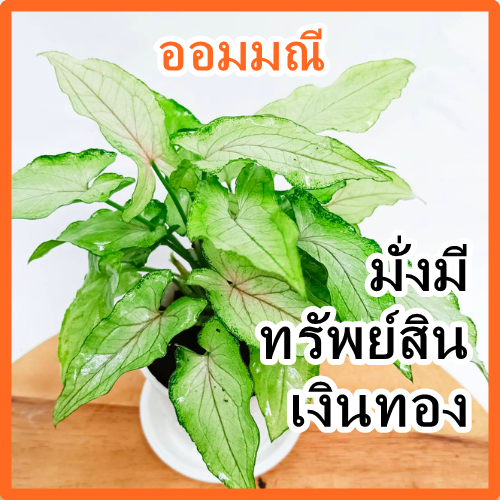 ต้นออมมณี เงินไหลมา เลี้ยงในห้องน้ำได้ ใบเดี่ยว เรียงสลับ รูปหัวลูกศร ปลายเรียวแหลม เป็นไม้มงคล ปลูกประดับในอาคาร